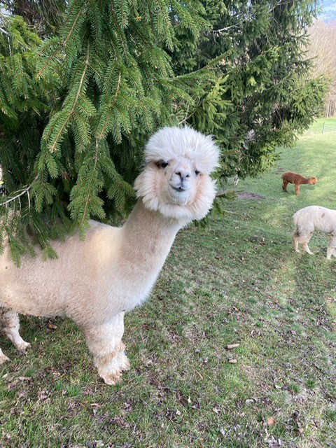 Alpakas im Lavanttal